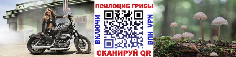 Галлюциногенные грибы Cubensis как найти наркотики Новоржев